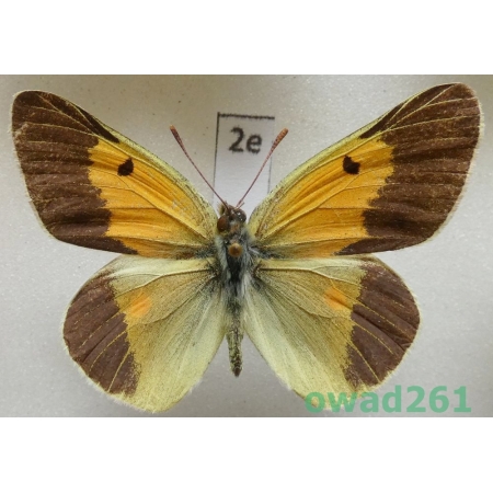 Colias wiskotti Staudinger, 1882 male Tadjikistan2e
